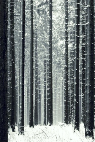 Зимний лес как штрихкод обои