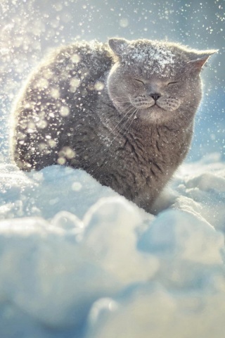 Британце в снегу обои