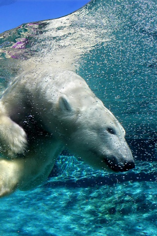 Нырнувший белый медведь обои