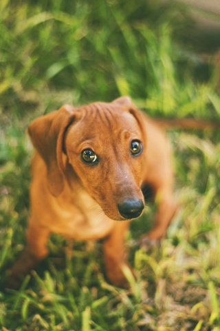 Маленькая милая такса обои