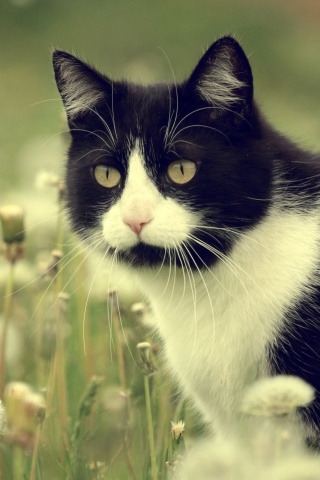 Кот в одуванчиках обои