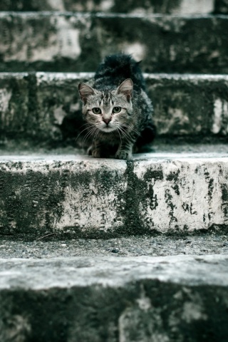 Растрепанная кошка на ступеньках лестницы обои