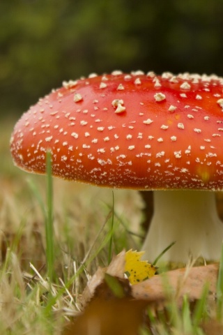 Мухомор обои