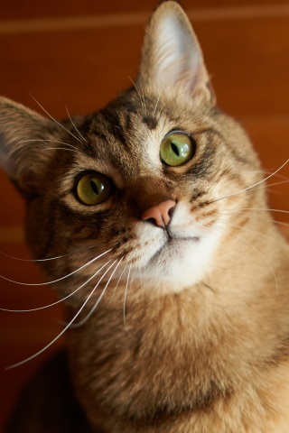 Котейка обои