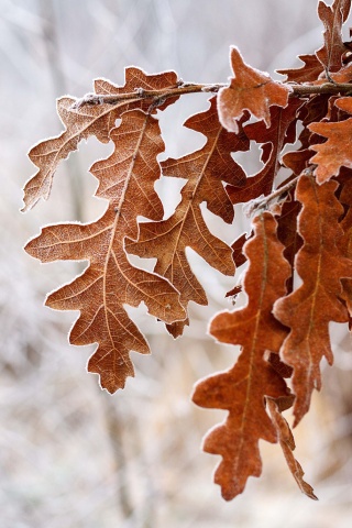 Дубовые листья обои