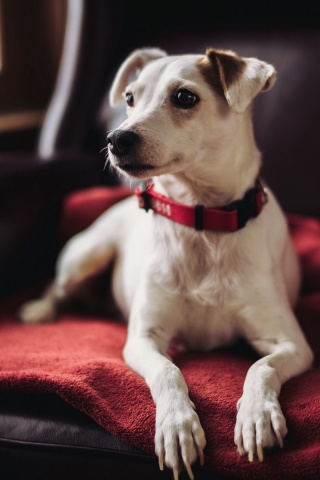 Собака на кресле обои