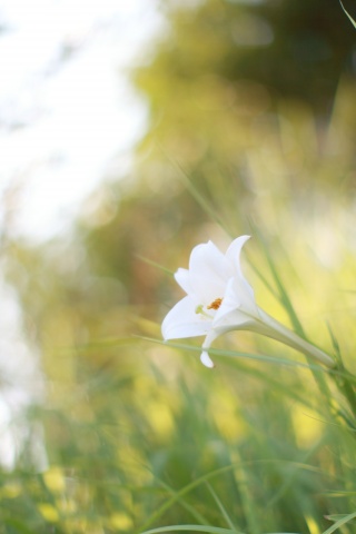 Цветок затерявшийся в траве обои