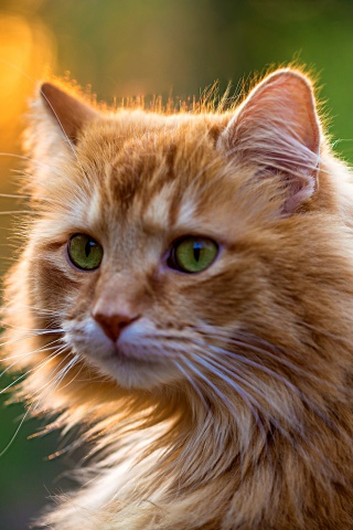 Рыжий кот в лучах солнца обои
