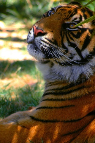 Отдыхающий в теньке хищник обои