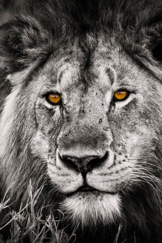 Гордый лев с горящими глазами обои
