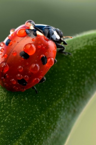 Божья коровка в макро обои