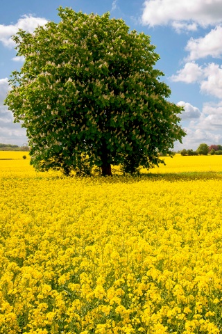 Каштан на цветочном поле обои