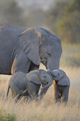 Слоны в национальном парке обои