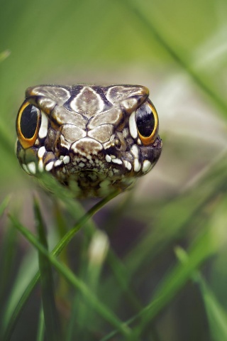 Змея в траве обои