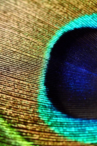 Перо павлина обои