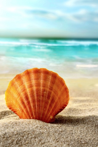 Раковина на летнем бережке обои