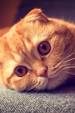 Скоттиш фолд рыжий обои