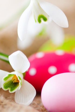 Белый цветок и яйца обои