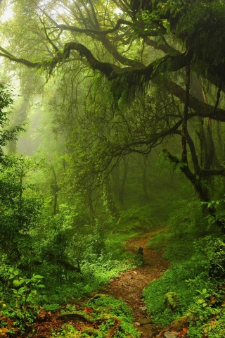 Зеленый лес обои