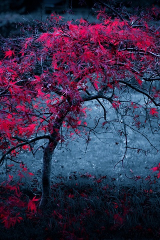 Розовое дерево обои