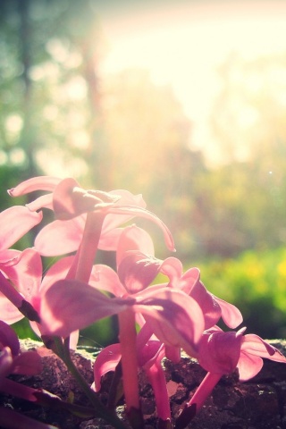 Сиреневое дерево обои