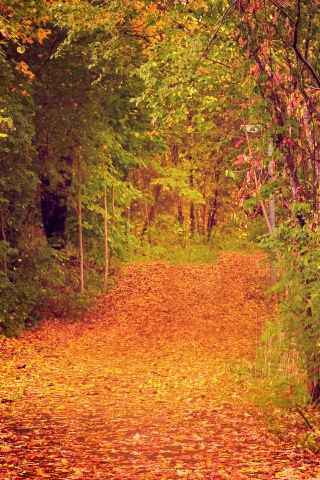 Дорожка в осеннем лесу обои