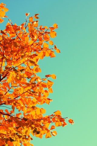 Ветви с пожелтевшими листьями на фоне неба обои