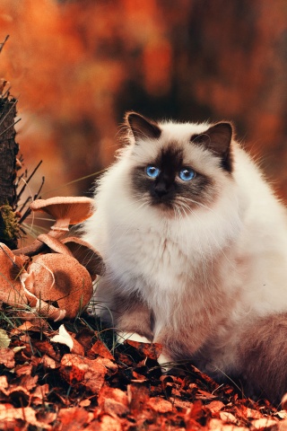 Пушистый кот среди пожелтевшей листвы обои