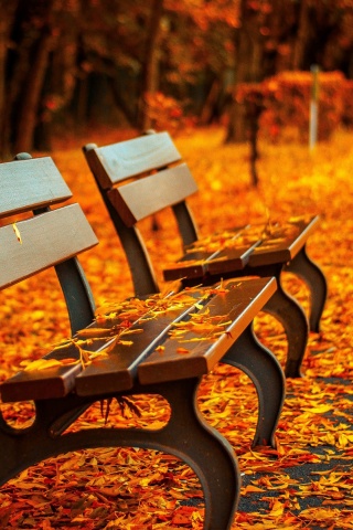 Лавочки в осеннем парке обои