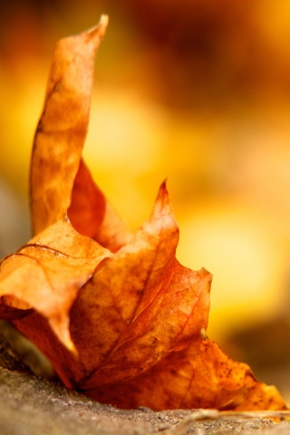 Пламенеющий осенний лист обои