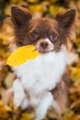 Собачка с листиком в зубах обои