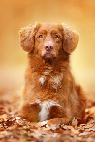 Осенний пес обои