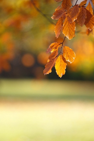 Осенний парк обои