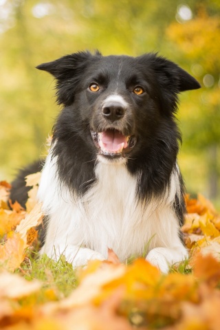 Пес среди листвы обои