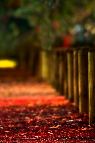 Аллея усеянная листвой обои