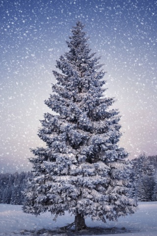 Ель в снегопад обои