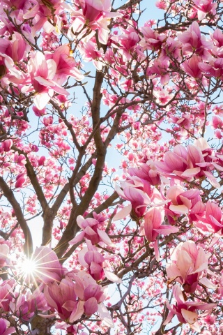 Магнолия обои