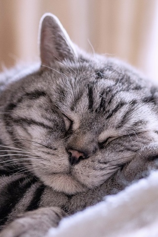 Спящий кошак обои