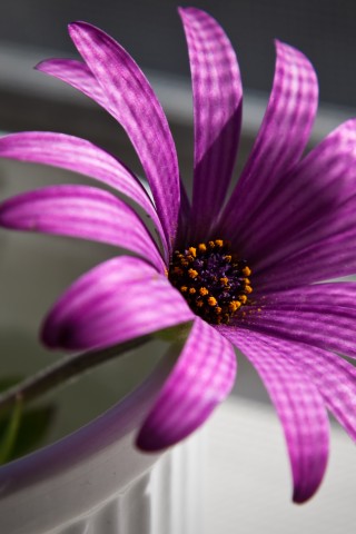 Сиреневый цветок в стакане обои