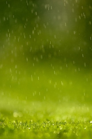 Трава под дождем обои