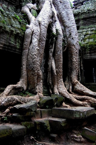 Мощные корни обои