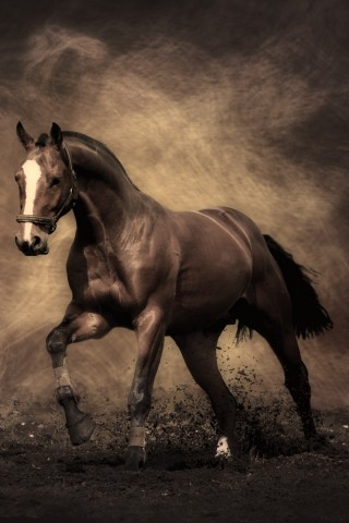 Лошадь обои