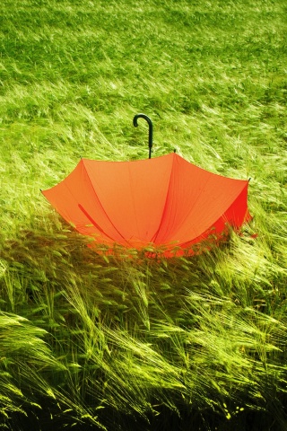 Зонт на траве обои