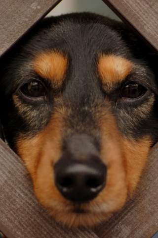 Мордочка в заборе обои