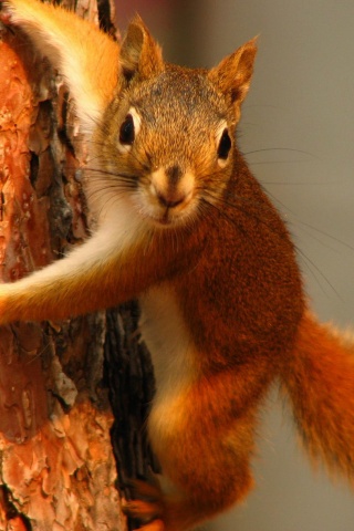 Белка на дереве обои