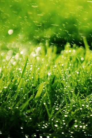 Роса на траве обои
