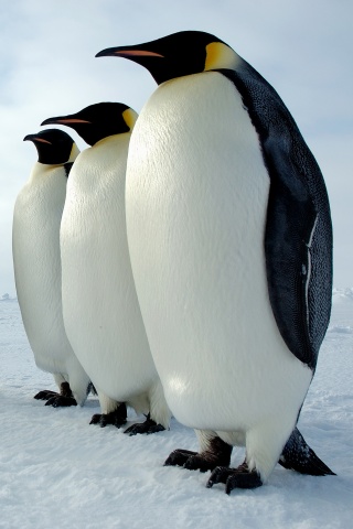 Слет пингвинов обои