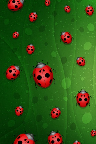 Божьи коровки обои