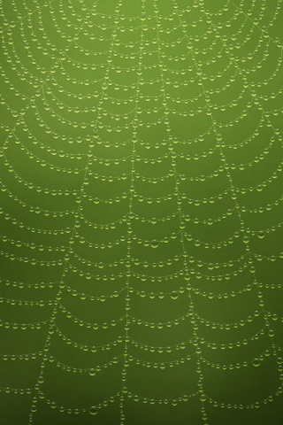 Роса на паутине обои