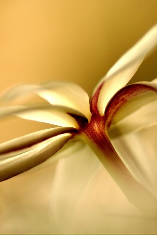 Цветок обои